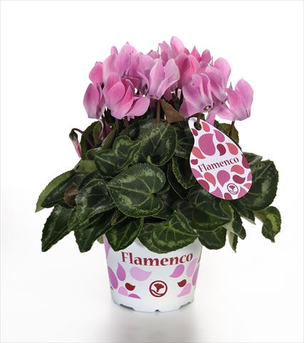 Foto de variedad de flores para ser usadas como: Maceta y planta de temporada Cyclamen persicum mini Mini Flamenco F1