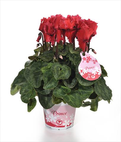 Foto de variedad de flores para ser usadas como: Maceta y planta de temporada Cyclamen persicum Prince F1