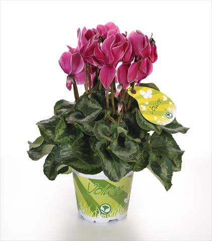 Foto de variedad de flores para ser usadas como: Maceta y planta de temporada Cyclamen persicum Volare Fantasia F1
