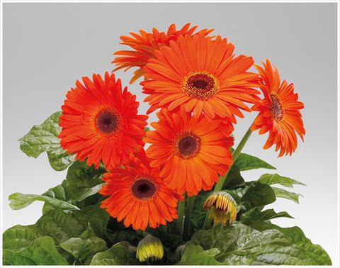 Foto de variedad de flores para ser usadas como: Maceta y planta de temporada Gerbera jamesonii Royal Deep Orange Dark Eye