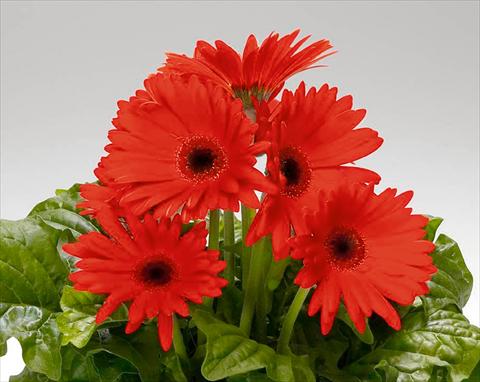 Foto de variedad de flores para ser usadas como: Maceta y planta de temporada Gerbera jamesonii Royal F1 Orange Scarlet dark Eye