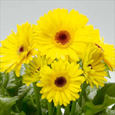 Foto de variedad de flores para ser usadas como: Maceta y planta de temporada Gerbera jamesonii Royal F1 Yellow dark eye