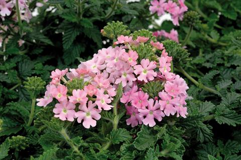 Foto de variedad de flores para ser usadas como: Maceta, patio, Tarrina de colgar Verbena hybrida Shangri-La® Light Pink Scented