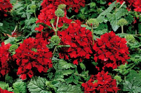 Foto de variedad de flores para ser usadas como: Maceta, patio, Tarrina de colgar Verbena hybrida Shangri-La® Velvet Scarlet