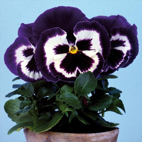 Foto de variedad de flores para ser usadas como: Maceta y planta de temporada Viola wittrockiana Big Sun F1 Blue Top