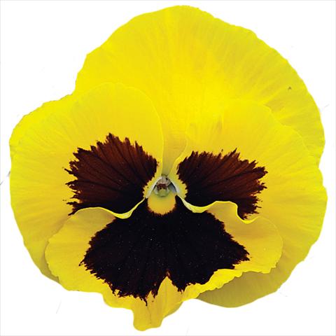 Foto de variedad de flores para ser usadas como: Maceta y planta de temporada Viola wittrockiana Big Sun F1 Yellow Blotch