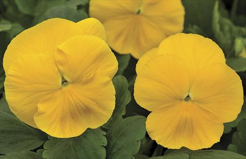 Foto de variedad de flores para ser usadas como: Maceta y planta de temporada Viola wittrockiana Big Sun F1 Yellow