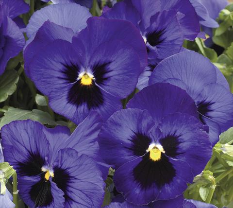 Foto de variedad de flores para ser usadas como: Maceta y planta de temporada Viola wittrockiana Moon Blue Blotch