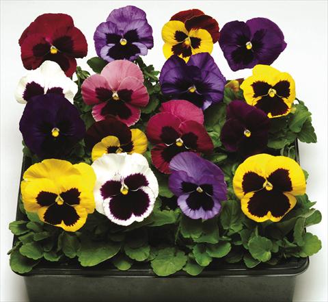 Foto de variedad de flores para ser usadas como: Maceta y planta de temporada Viola wittrockiana Moon Mix Blotch