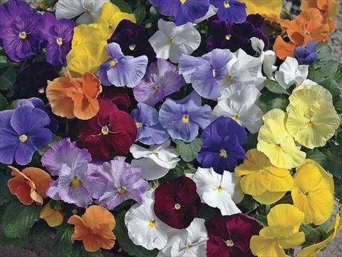 Foto de variedad de flores para ser usadas como: Maceta y planta de temporada Viola wittrockiana Moon Mix Clear Colours