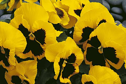 Foto de variedad de flores para ser usadas como: Maceta y planta de temporada Viola wittrockiana Moon Yellow Blotch