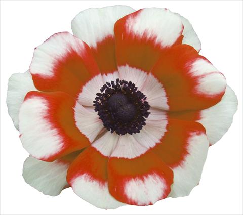 Foto de variedad de flores para ser usadas como: Maceta y planta de temporada Anemone coronaria L. Garden Mistral Plus® Bicolore intense