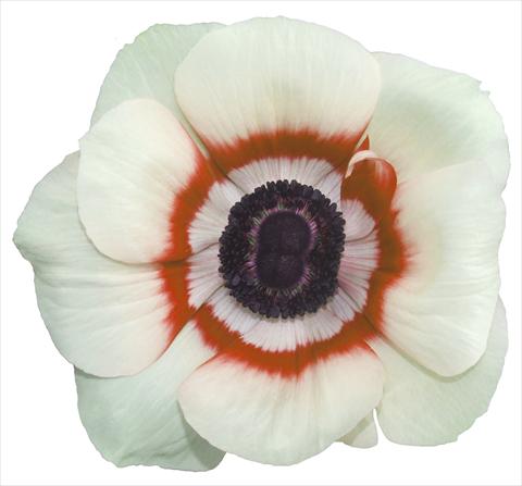 Foto de variedad de flores para ser usadas como: Maceta y planta de temporada Anemone coronaria L. Garden Mistral Plus® Bicolore soft