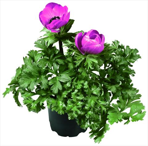 Foto de variedad de flores para ser usadas como: Maceta y planta de temporada Anemone coronaria L. Garden Mistral Plus® Fucsia