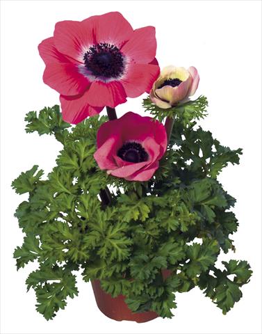 Foto de variedad de flores para ser usadas como: Maceta y planta de temporada Anemone coronaria L. Garden Mistral Plus® Rosa shocking