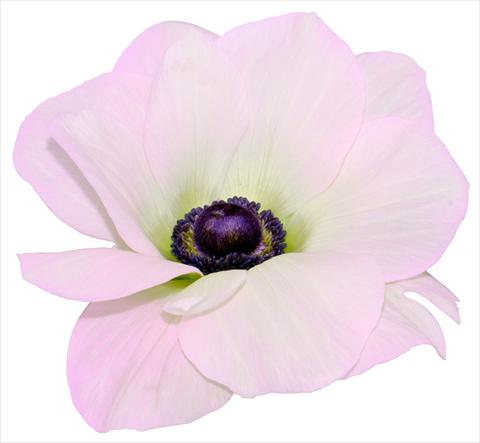 Foto de variedad de flores para ser usadas como: Maceta y planta de temporada Anemone coronaria L. Mistral® Rosa chiaro fioritura invernale