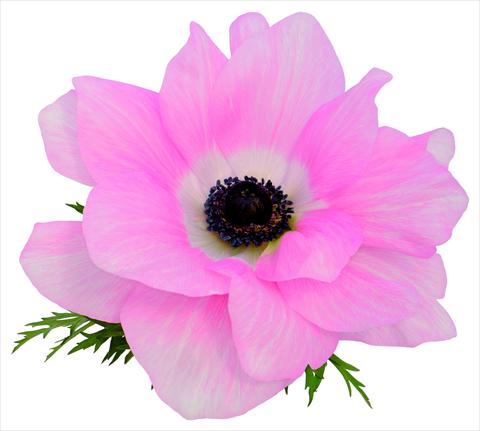 Foto de variedad de flores para ser usadas como: Maceta y planta de temporada Anemone coronaria L. Mistral® Rosa chiaro fioritura primaverile