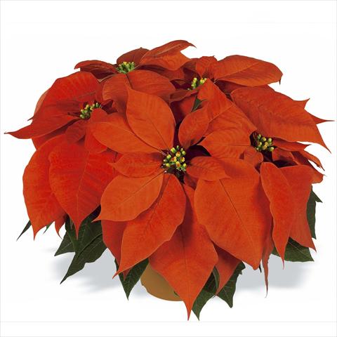 Foto de variedad de flores para ser usadas como: Maceta Poinsettia - Euphorbia pulcherrima RED FOX Flame