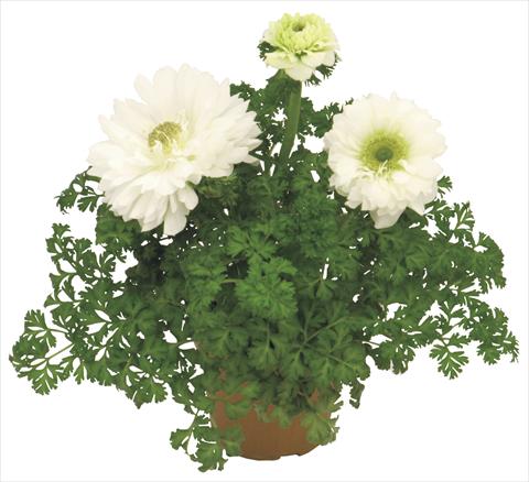 Foto de variedad de flores para ser usadas como: Maceta y planta de temporada Anemone coronaria L. Pandora® Bianco doppio