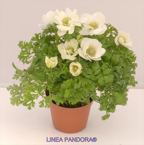 Foto de variedad de flores para ser usadas como: Maceta y planta de temporada Anemone coronaria L. Pandora® Bianco