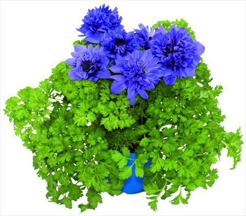 Foto de variedad de flores para ser usadas como: Maceta y planta de temporada Anemone coronaria L. Pandora® Blu doppio
