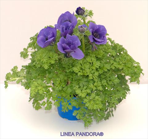 Foto de variedad de flores para ser usadas como: Maceta y planta de temporada Anemone coronaria L. Pandora® Blu
