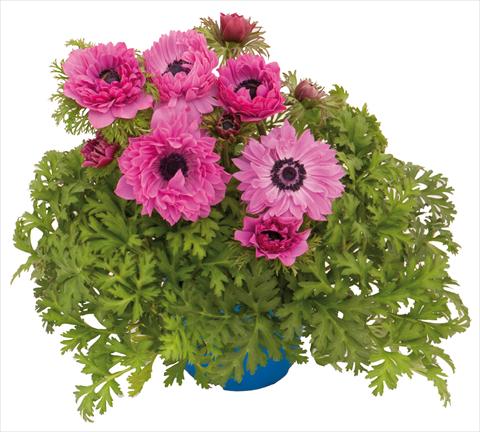 Foto de variedad de flores para ser usadas como: Maceta y planta de temporada Anemone coronaria L. Pandora® Fucsia doppio