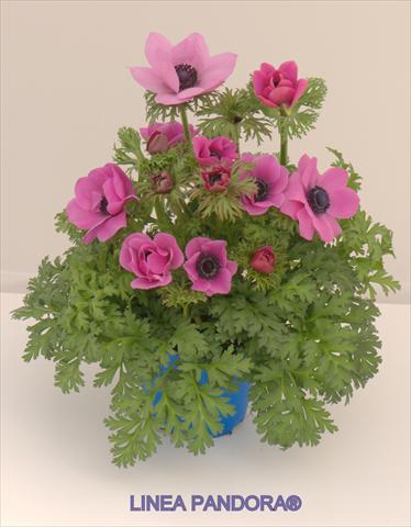 Foto de variedad de flores para ser usadas como: Maceta y planta de temporada Anemone coronaria L. Pandora® Fucsia