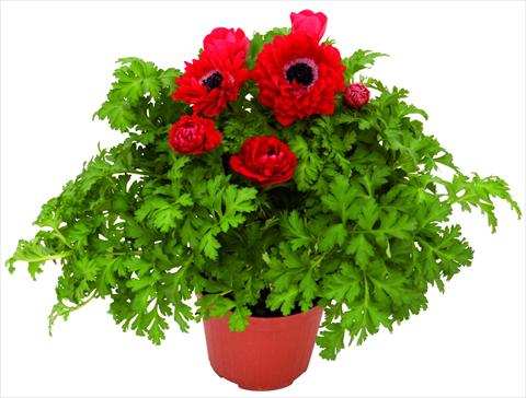 Foto de variedad de flores para ser usadas como: Maceta y planta de temporada Anemone coronaria L. Pandora® Rosso doppio