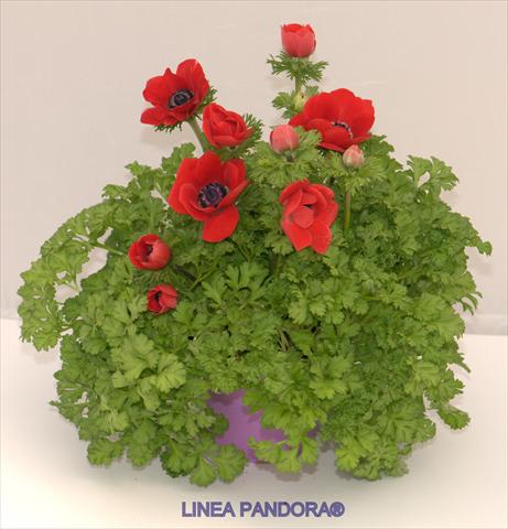 Foto de variedad de flores para ser usadas como: Maceta y planta de temporada Anemone coronaria L. Pandora® Rosso
