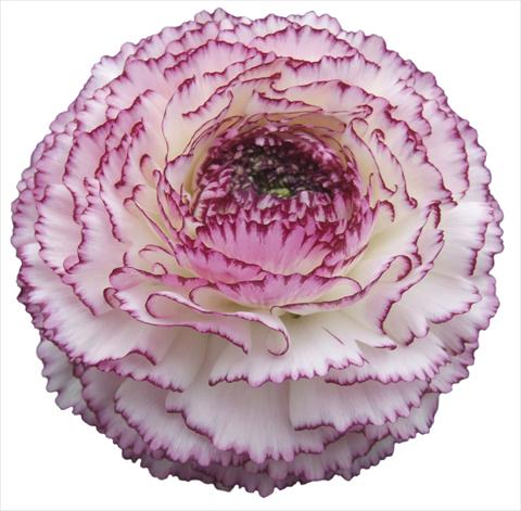 Foto de variedad de flores para ser usadas como: Maceta y planta de temporada Ranunculus asiaticus Elegance® Bianco Striato