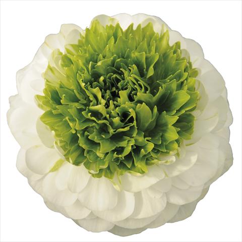 Foto de variedad de flores para ser usadas como: Maceta y planta de temporada Ranunculus asiaticus Elegance® Festival® Bianco centro verde