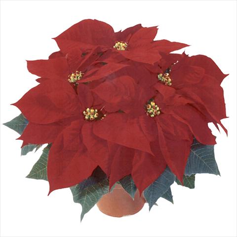 Foto de variedad de flores para ser usadas como: Maceta Poinsettia - Euphorbia pulcherrima RED FOX Premium Red