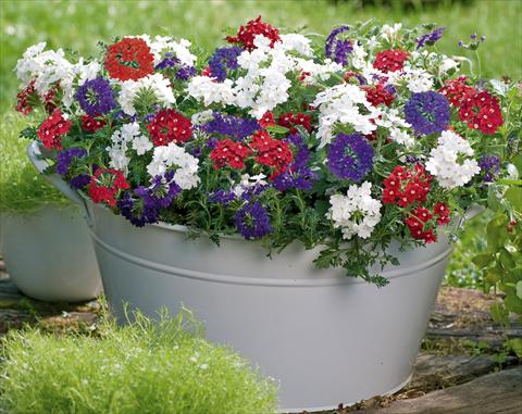 Foto de variedad de flores para ser usadas como: Maceta, patio, Tarrina de colgar 3 Combo Trixi® Belle Epoque