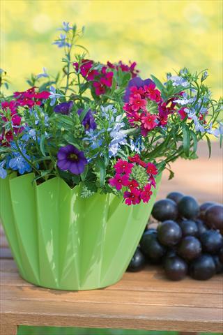 Foto de variedad de flores para ser usadas como: Maceta, patio, Tarrina de colgar 3 Combo Trixi® Berry Fields
