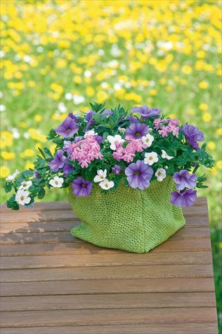 Foto de variedad de flores para ser usadas como: Maceta, patio, Tarrina de colgar 3 Combo Trixi® Blueberry Parfait