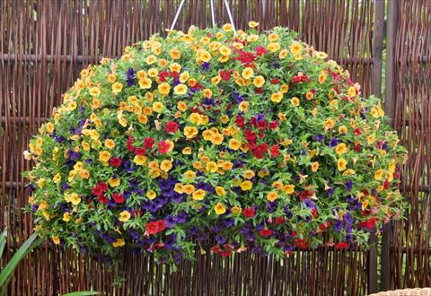 Foto de variedad de flores para ser usadas como: Maceta, patio, Tarrina de colgar 3 Combo Trixi® Bubblegum