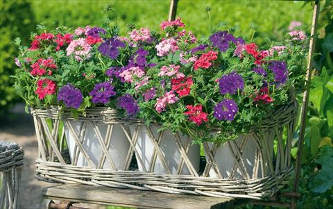 Foto de variedad de flores para ser usadas como: Maceta, patio, Tarrina de colgar 3 Combo Trixi® Dolce Vita