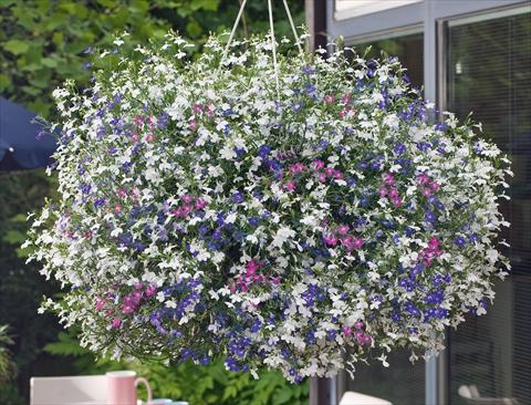 Foto de variedad de flores para ser usadas como: Maceta, patio, Tarrina de colgar 3 Combo Trixi® Fashion