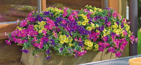 Foto de variedad de flores para ser usadas como: Maceta, patio, Tarrina de colgar 3 Combo Trixi® Lollipop