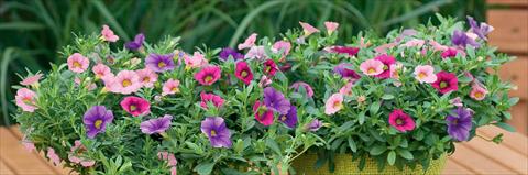 Foto de variedad de flores para ser usadas como: Maceta, patio, Tarrina de colgar 3 Combo Trixi® Pastel