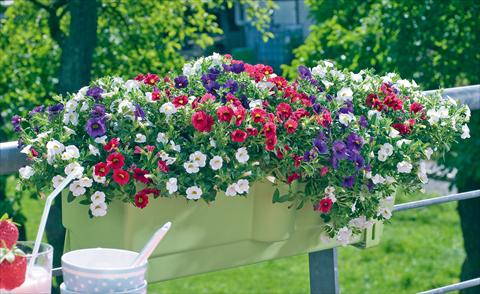 Foto de variedad de flores para ser usadas como: Maceta, patio, Tarrina de colgar 3 Combo Trixi® Tricolore