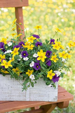 Foto de variedad de flores para ser usadas como: Maceta, patio, Tarrina de colgar 3 Combo Trixi® Twinkle Star