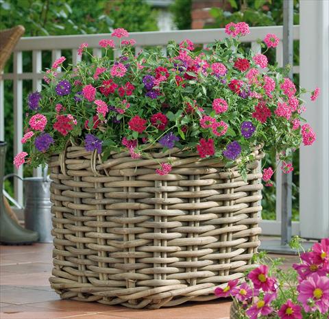 Foto de variedad de flores para ser usadas como: Maceta, patio, Tarrina de colgar 3 Combo Trixi® Wild Berries