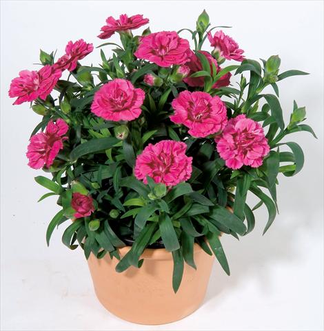 Foto de variedad de flores para ser usadas como: Maceta y planta de temporada Dianthus caryophyllus Oscar™