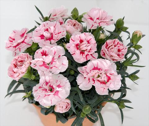 Foto de variedad de flores para ser usadas como: Maceta y planta de temporada Dianthus caryophyllus SuperTrouper® Romy