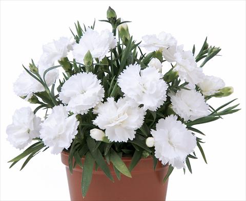 Foto de variedad de flores para ser usadas como: Maceta y planta de temporada Dianthus caryophyllus SuperTrouper® Witta