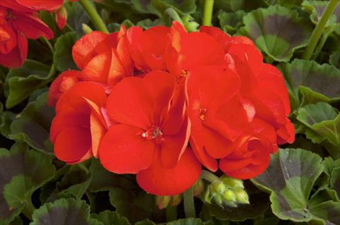 Foto de variedad de flores para ser usadas como: Maceta Pelargonium zonale Sunrise® Fernando