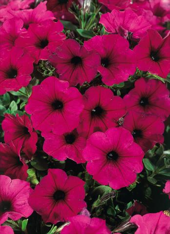 Foto de variedad de flores para ser usadas como: Maceta, patio, Tarrina de colgar Petunia CompactFamous™ Electric Purple