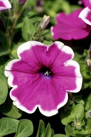 Foto de variedad de flores para ser usadas como: Maceta, patio, Tarrina de colgar Petunia Famous™ Lilac Picotee